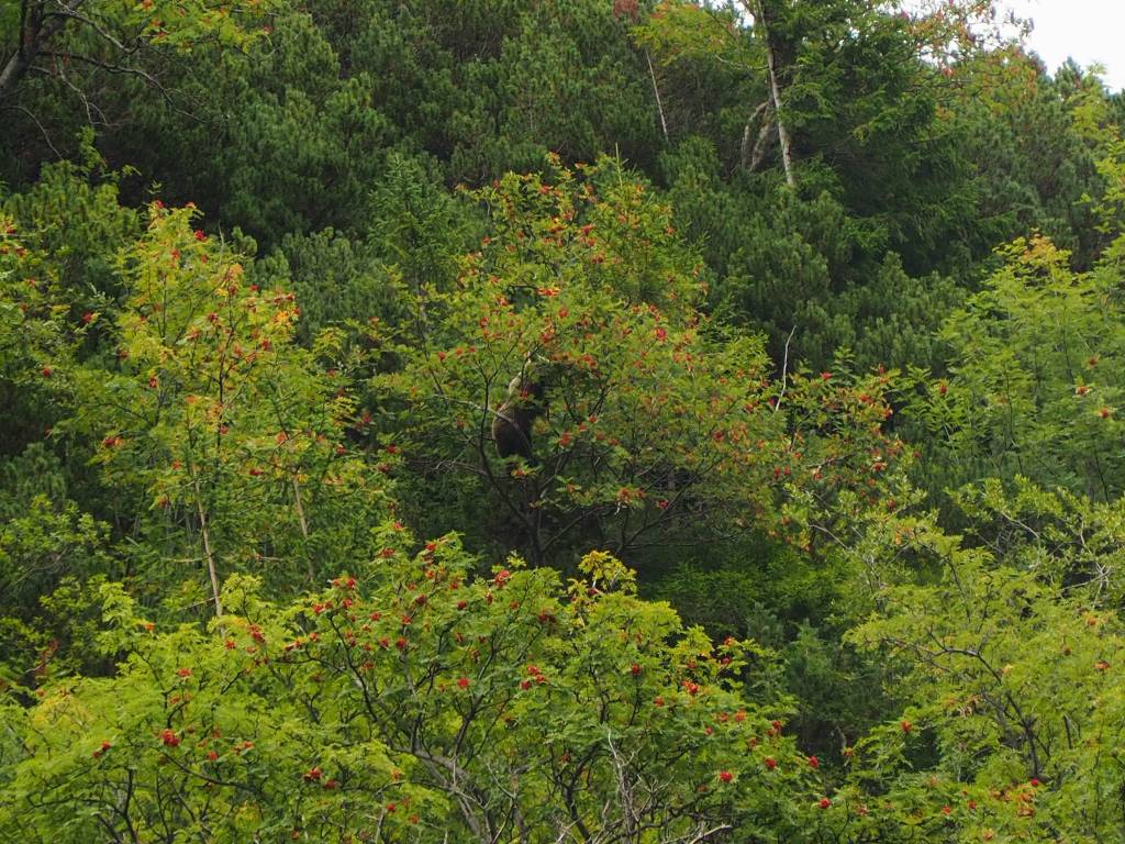 obserwacja niedźwiedzi