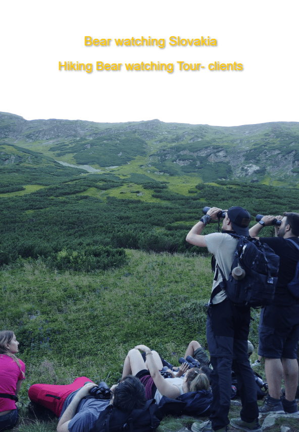 obserwacja niedźwiedzi